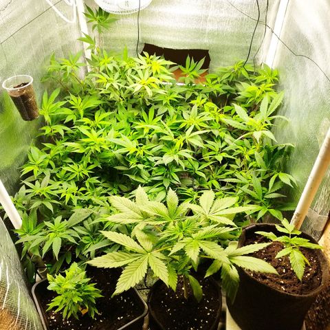 Red Strawberry Banana Auto growlog timeline photo