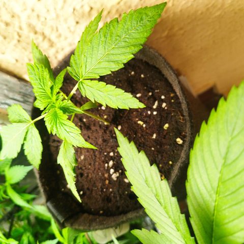 Red Strawberry Banana Auto growlog timeline photo