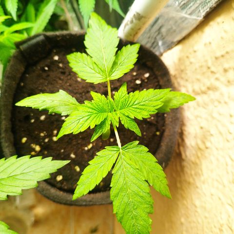 Red Strawberry Banana Auto growlog timeline photo