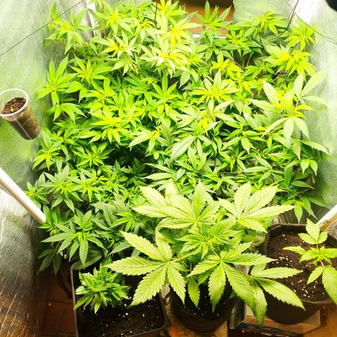 Red Strawberry Banana Auto growlog timeline photo