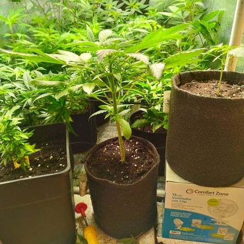 Red Strawberry Banana Auto growlog timeline photo
