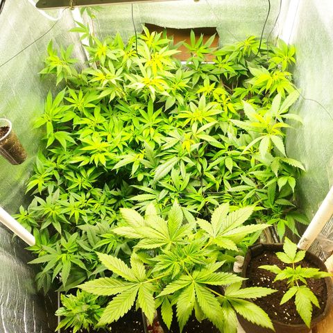 Red Strawberry Banana Auto growlog timeline photo