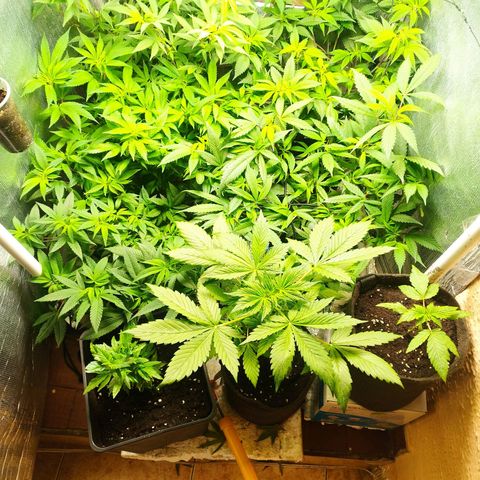 Red Strawberry Banana Auto growlog timeline photo