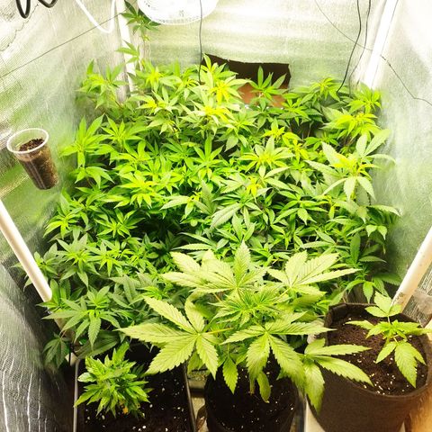 Red Strawberry Banana Auto growlog timeline photo