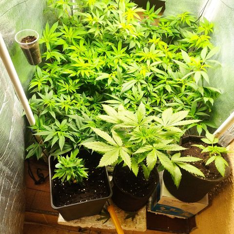 Red Strawberry Banana Auto growlog timeline photo