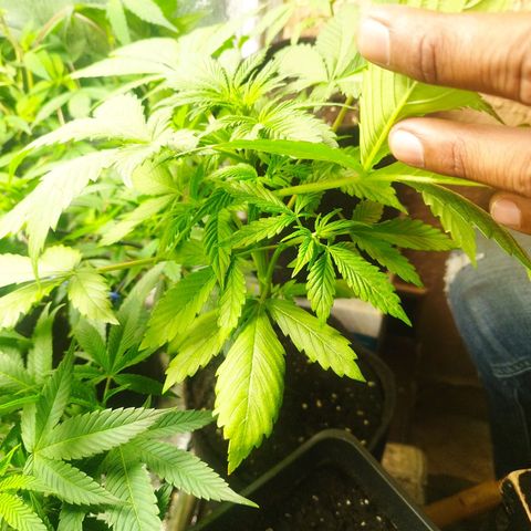 Dark Devil Auto growlog timeline photo