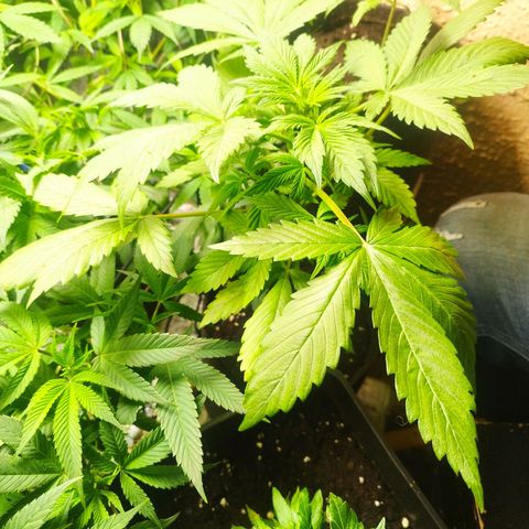 Dark Devil Auto growlog timeline photo