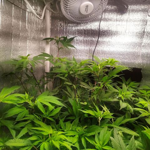 Red Strawberry Banana Auto growlog timeline photo