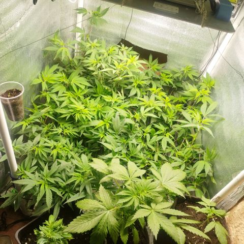 Red Strawberry Banana Auto growlog timeline photo