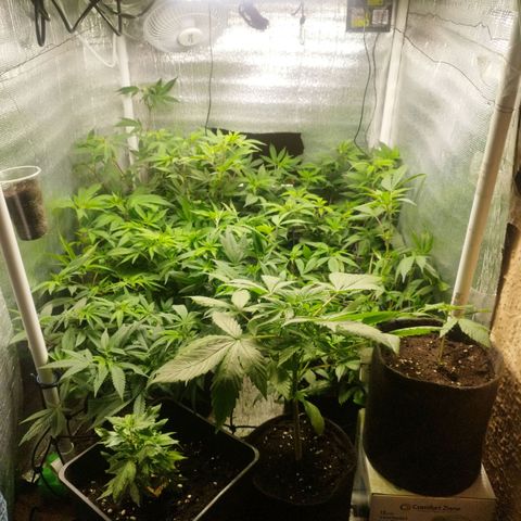 Red Strawberry Banana Auto growlog timeline photo