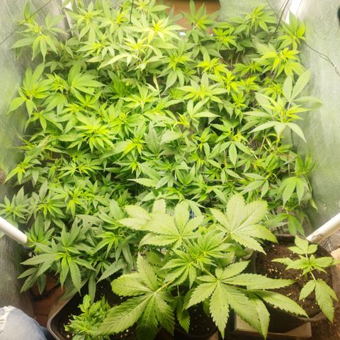 Red Strawberry Banana Auto growlog timeline photo