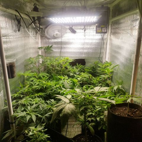 Red Strawberry Banana Auto growlog timeline photo