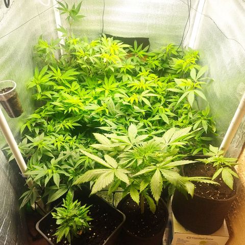 Red Strawberry Banana Auto growlog timeline photo