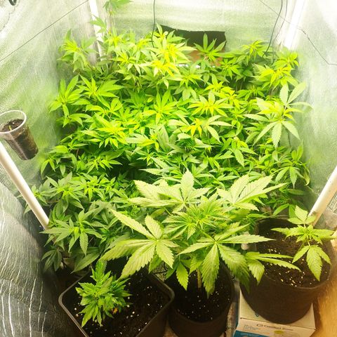 Red Strawberry Banana Auto growlog timeline photo