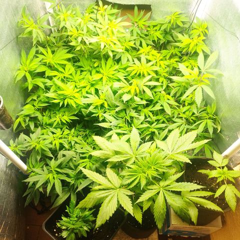Red Strawberry Banana Auto growlog timeline photo