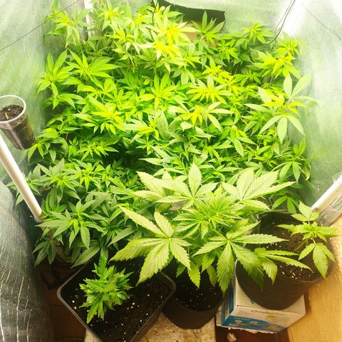 Red Strawberry Banana Auto growlog timeline photo