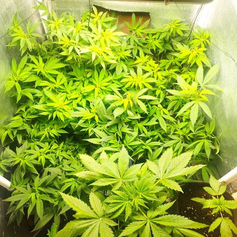 Red Strawberry Banana Auto growlog timeline photo