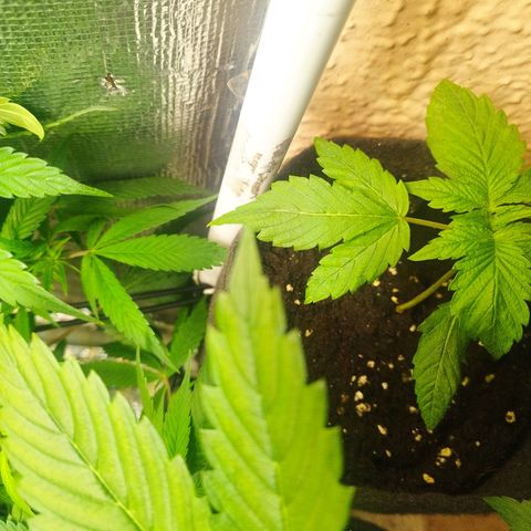Red Strawberry Banana Auto growlog timeline photo