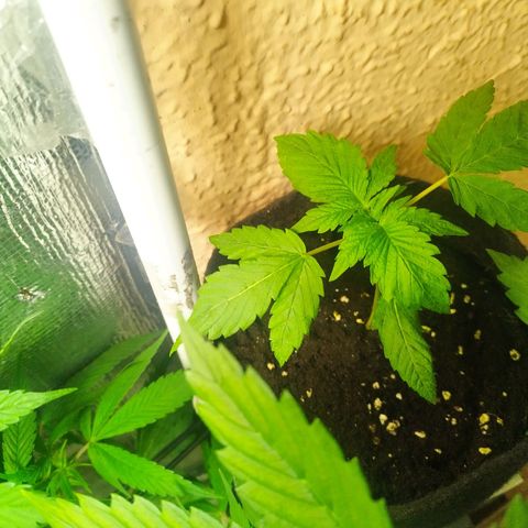 Red Strawberry Banana Auto growlog timeline photo