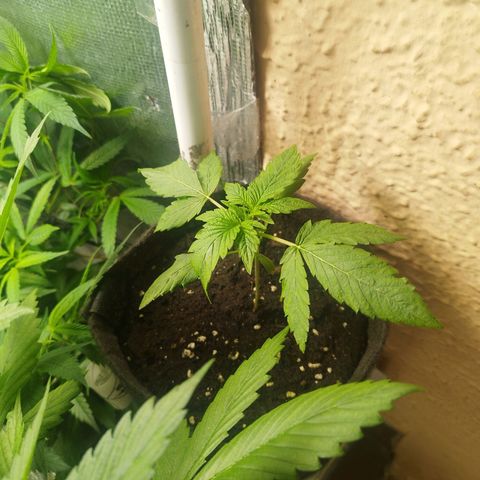 Red Strawberry Banana Auto growlog timeline photo