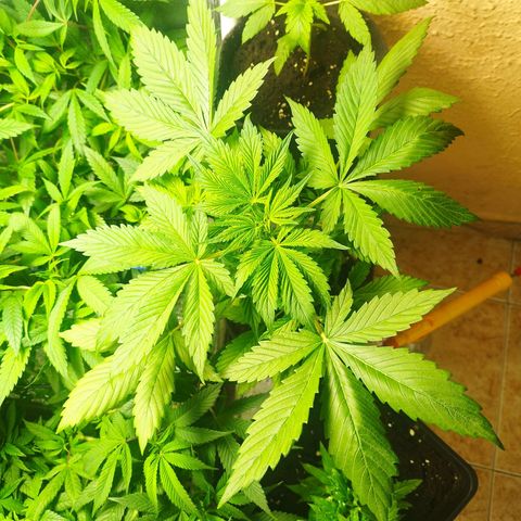 Red Strawberry Banana Auto growlog timeline photo