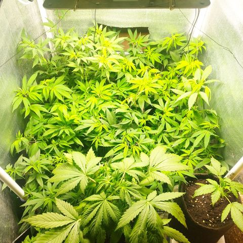 Red Strawberry Banana Auto growlog timeline photo