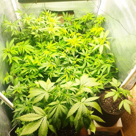 Red Strawberry Banana Auto growlog timeline photo