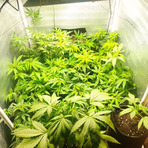 Red Strawberry Banana Auto growlog timeline photo