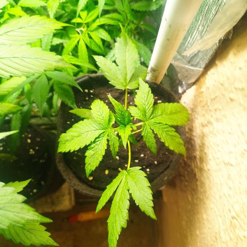Red Strawberry Banana Auto growlog timeline photo
