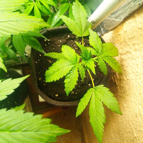 Red Strawberry Banana Auto growlog timeline photo