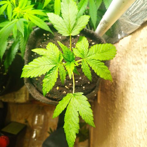 Red Strawberry Banana Auto growlog timeline photo