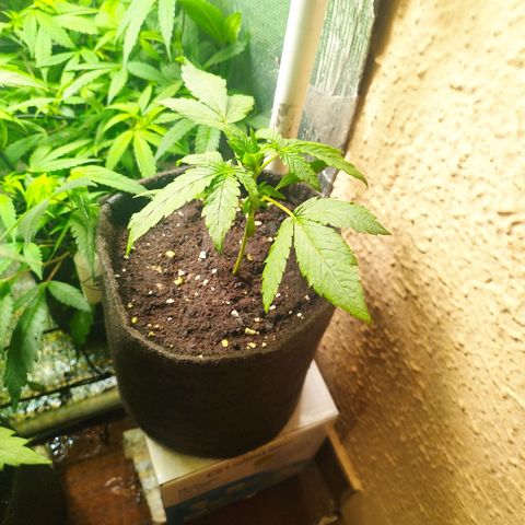 Red Strawberry Banana Auto growlog timeline photo