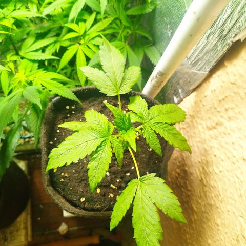 Red Strawberry Banana Auto growlog timeline photo