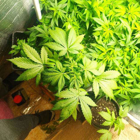 Dark Devil Auto growlog timeline photo
