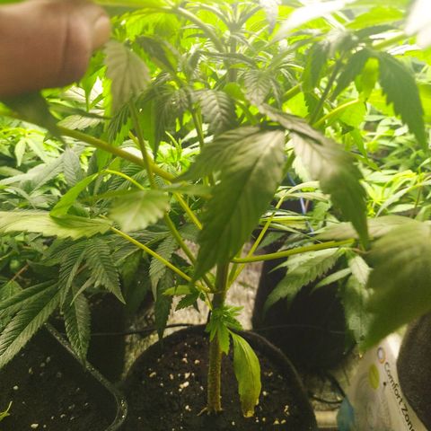 Dark Devil Auto growlog timeline photo