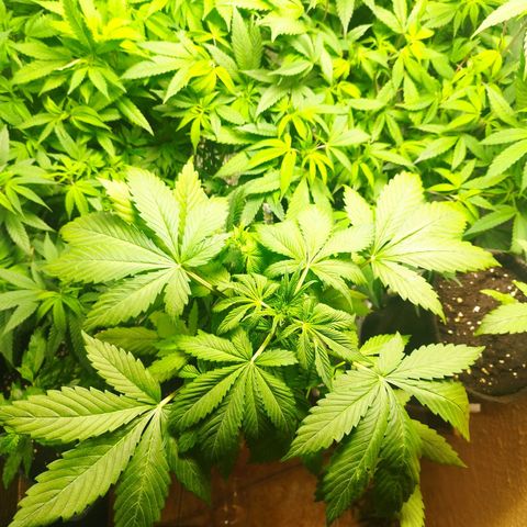Dark Devil Auto growlog timeline photo