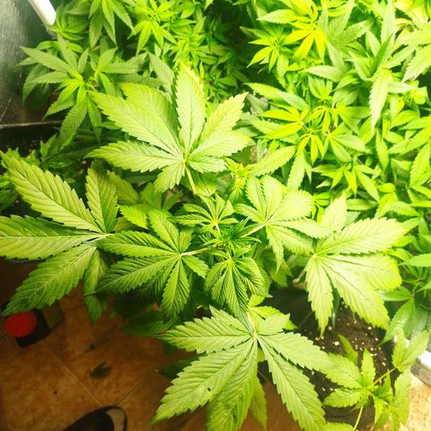 Dark Devil Auto growlog timeline photo
