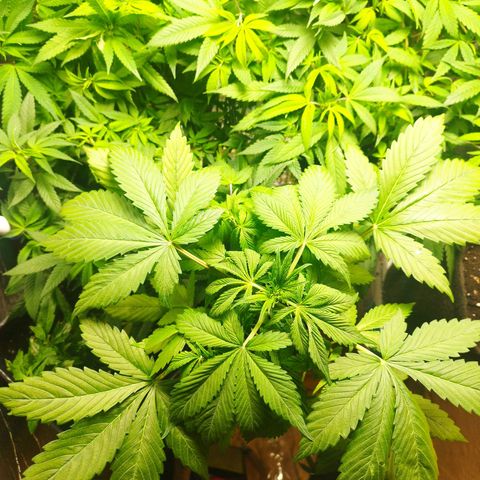 Dark Devil Auto growlog timeline photo