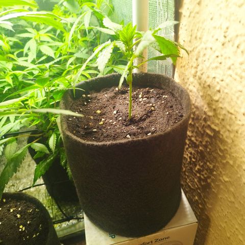 Red Strawberry Banana Auto growlog timeline photo
