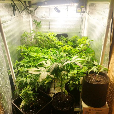Red Strawberry Banana Auto growlog timeline photo
