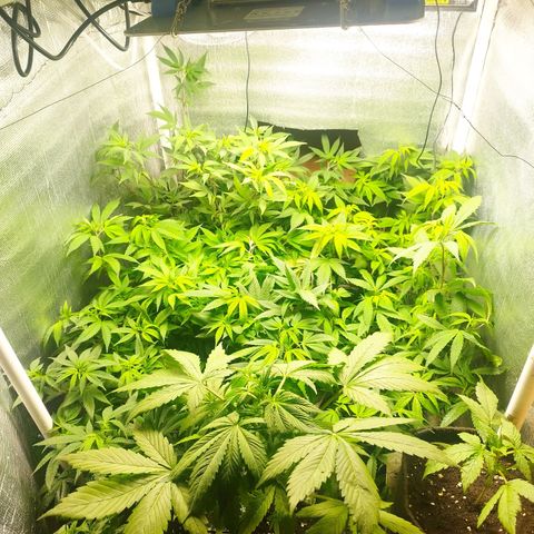 Red Strawberry Banana Auto growlog timeline photo
