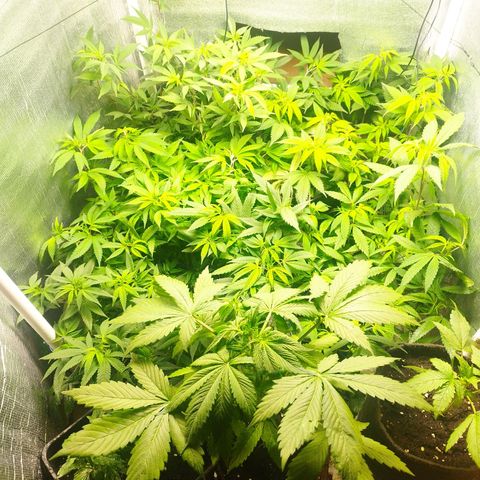 Red Strawberry Banana Auto growlog timeline photo