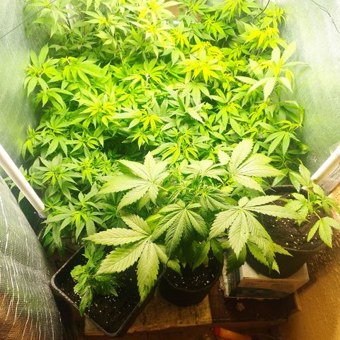 Red Strawberry Banana Auto growlog timeline photo