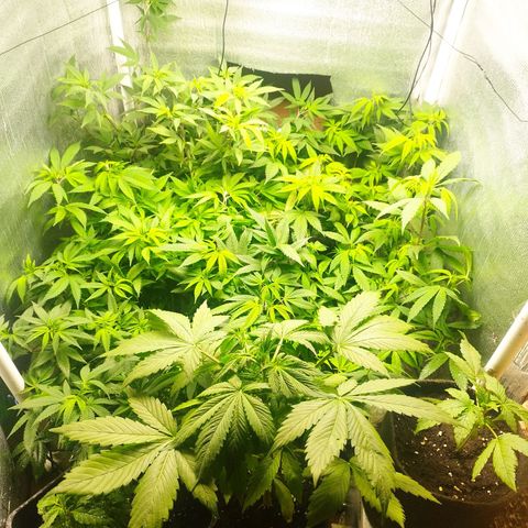 Red Strawberry Banana Auto growlog timeline photo