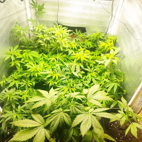 Red Strawberry Banana Auto growlog timeline photo