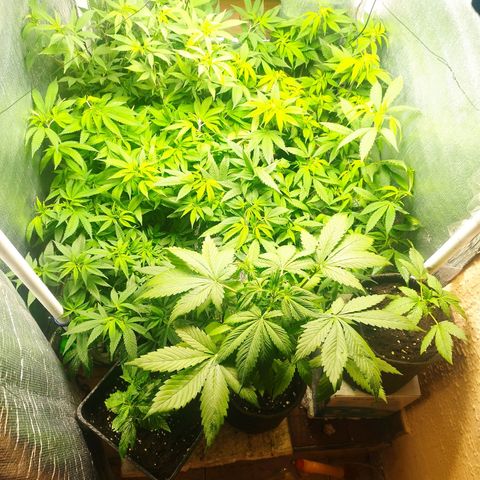 Red Strawberry Banana Auto growlog timeline photo