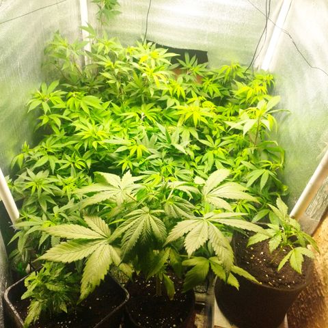 Red Strawberry Banana Auto growlog timeline photo