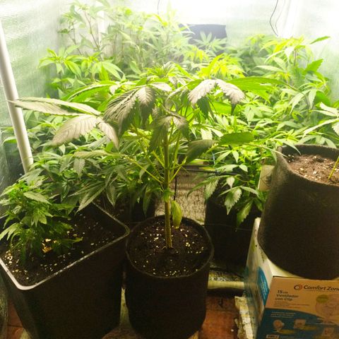 Red Strawberry Banana Auto growlog timeline photo