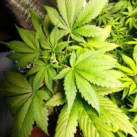 Dark Devil Auto growlog timeline photo