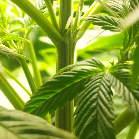 Dark Devil Auto growlog timeline photo